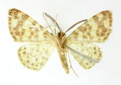 Aplogompha chotaria by the Smithsonian. Used under a CC0 license.