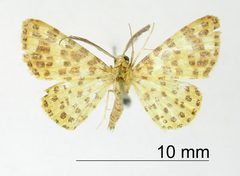 Aplogompha chotaria by the Smithsonian. Used under a CC0 license.