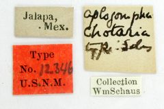 Aplogompha chotaria by the Smithsonian. Used under a CC0 license.