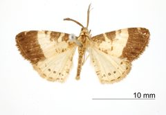 Aplogompha yerna by the Smithsonian. Used under a CC0 license.
