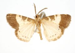 Aplogompha yerna by the Smithsonian. Used under a CC0 license.