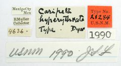 Caripeta hyperythrata by the Smithsonian. Used under a CC0 license.