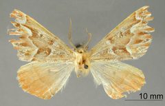 Caripeta hyperythrata by the Smithsonian. Used under a CC0 license.