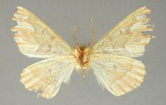 Caripeta hyperythrata by the Smithsonian. Used under a CC0 license.