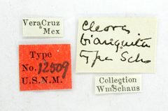 Cleora bianquita by the Smithsonian. Used under a CC0 license.