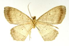 Cymatophora divergens by the Smithsonian. Used under a CC0 license.