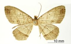 Cymatophora divergens by the Smithsonian. Used under a CC0 license.