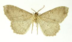 Cymatophora flexilinea by the Smithsonian. Used under a CC0 license.