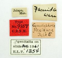 Cymatophora flexilinea by the Smithsonian. Used under a CC0 license.