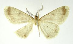 Cymatophora fumigrisea by the Smithsonian. Used under a CC0 license.