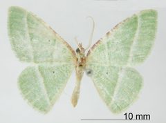 Dichorda aplagaria by the Smithsonian. Used under a CC0 license.