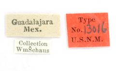 Dichorda aplagaria by the Smithsonian. Used under a CC0 license.