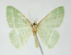 Dichorda aplagaria by the Smithsonian. Used under a CC0 license.