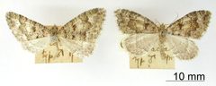 Epirrhoe auritacta by the Smithsonian. Used under a CC0 license.
