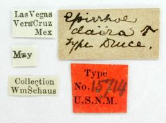 Epirrhoe daira by the Smithsonian. Used under a CC0 license.
