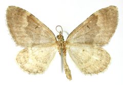 Epirrhoe daira by the Smithsonian. Used under a CC0 license.