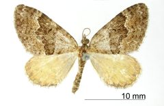 Epirrhoe daira by the Smithsonian. Used under a CC0 license.
