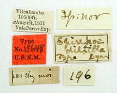 Epirrhoe diltilla by the Smithsonian. Used under a CC0 license.