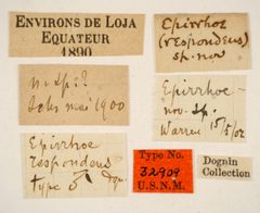 Epirrhoe respondens by the Smithsonian. Used under a CC0 license.