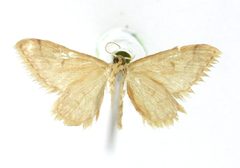 Euacidalia adipata by the Smithsonian. Used under a CC0 license.