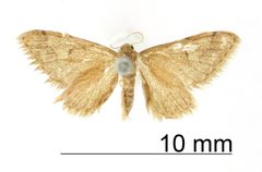 Euacidalia adipata by the Smithsonian. Used under a CC0 license.