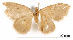 Euacidalia griseinitens by the Smithsonian. Used under a CC0 license.