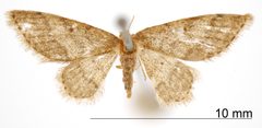Euacidalia prusias by the Smithsonian. Used under a CC0 license.
