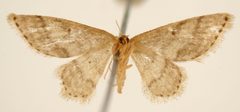 Euacidalia prusias by the Smithsonian. Used under a CC0 license.