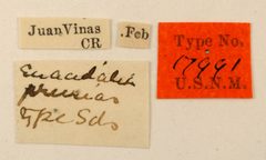 Euacidalia prusias by the Smithsonian. Used under a CC0 license.