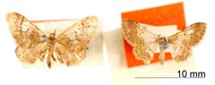 Euacidalia subcrinita by the Smithsonian. Used under a CC0 license.