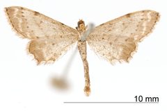 Eumacrodes excilinea by the Smithsonian. Used under a CC0 license.