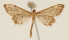 Eumacrodes excilinea by the Smithsonian. Used under a CC0 license.