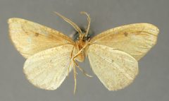 Eusarca guadaria by the Smithsonian. Used under a CC0 license.