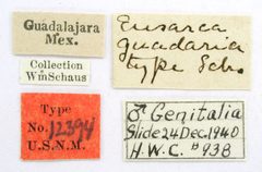 Eusarca guadaria by the Smithsonian. Used under a CC0 license.