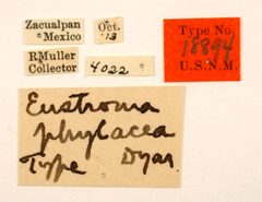 Eustroma phylaca by the Smithsonian. Used under a CC0 license.