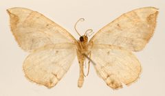 Eustroma phylaca by the Smithsonian. Used under a CC0 license.