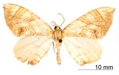 Eustroma phylaca by the Smithsonian. Used under a CC0 license.