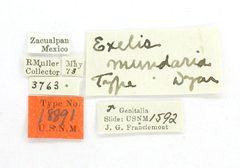 Exelis mundaria by the Smithsonian. Used under a CC0 license.