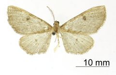 Exelis mundaria by the Smithsonian. Used under a CC0 license.