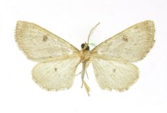 Exelis mundaria by the Smithsonian. Used under a CC0 license.