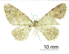 Glena basalis by the Smithsonian. Used under a CC0 license.