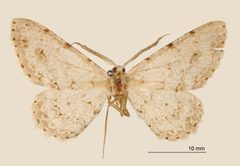Glena uncata by the Smithsonian. Used under a CC0 license.