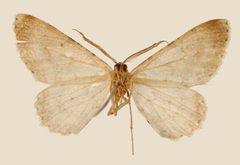Glena uncata by the Smithsonian. Used under a CC0 license.