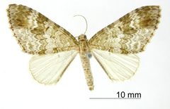Hammaptera cocama by the Smithsonian. Used under a CC0 license.