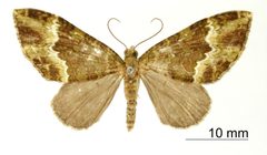 Hammaptera fartaria by the Smithsonian. Used under a CC0 license.