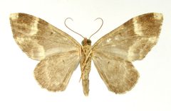 Hammaptera fartaria by the Smithsonian. Used under a CC0 license.