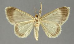 Hammaptera linusaria by the Smithsonian. Used under a CC0 license.