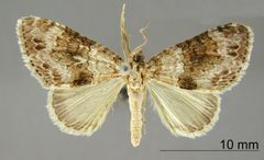 Hammaptera linusaria by the Smithsonian. Used under a CC0 license.