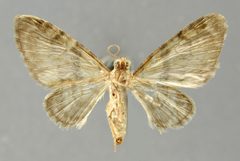 Hammaptera minnipenna by the Smithsonian. Used under a CC0 license.