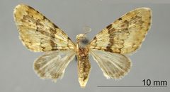 Hammaptera minnipenna by the Smithsonian. Used under a CC0 license.